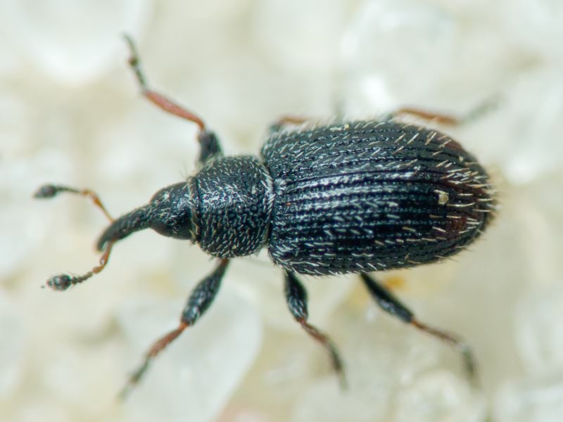 Gymnetron Schönherr, 1825